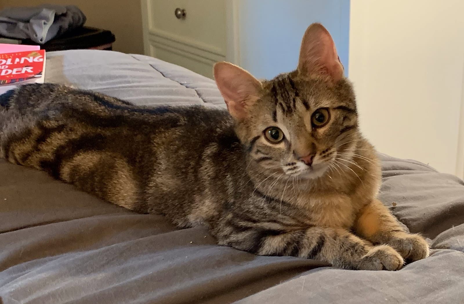 Master Houdini Fcid  -  C - Tabby
