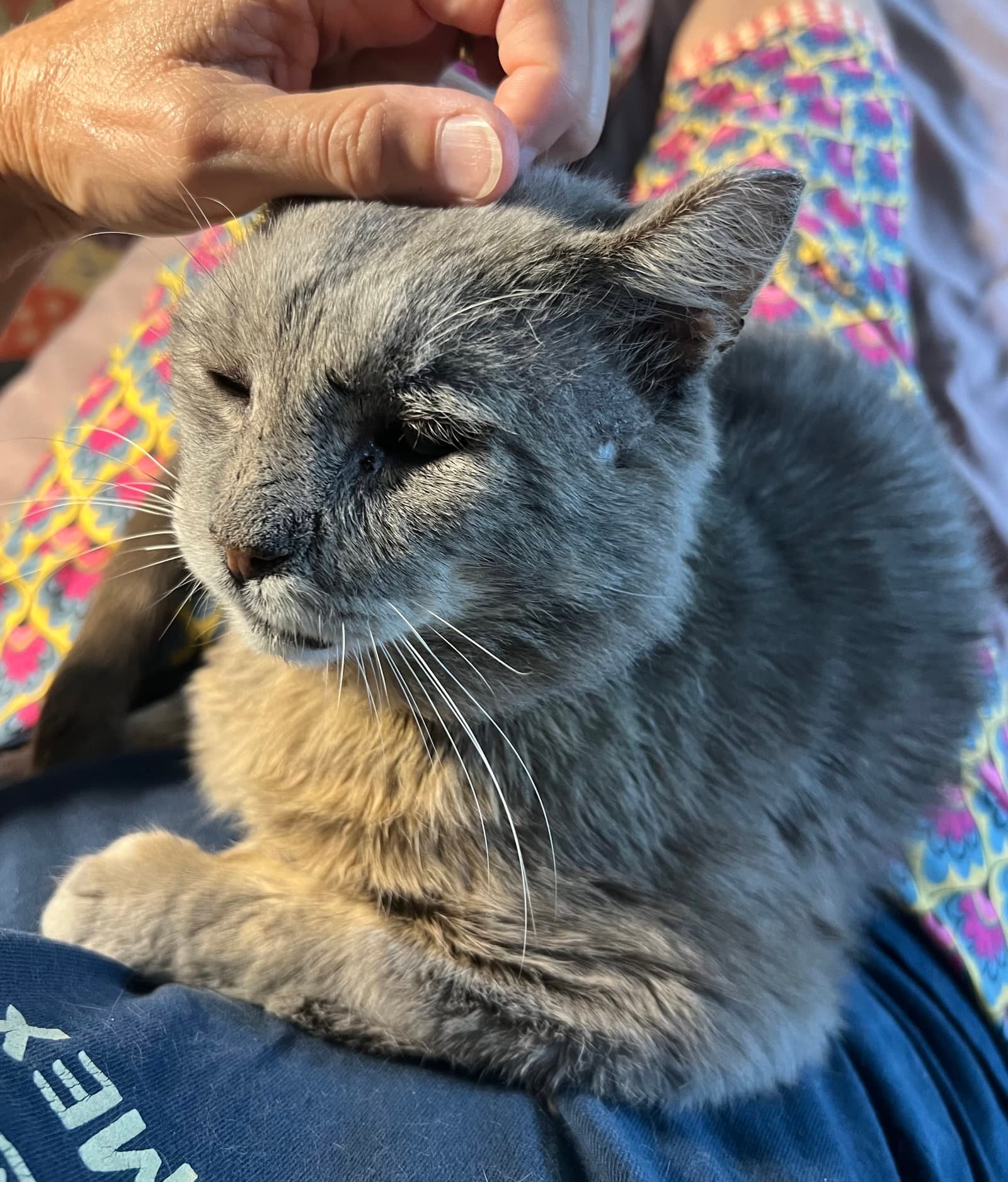 Buddy Fcid- - Domestic Short Hair