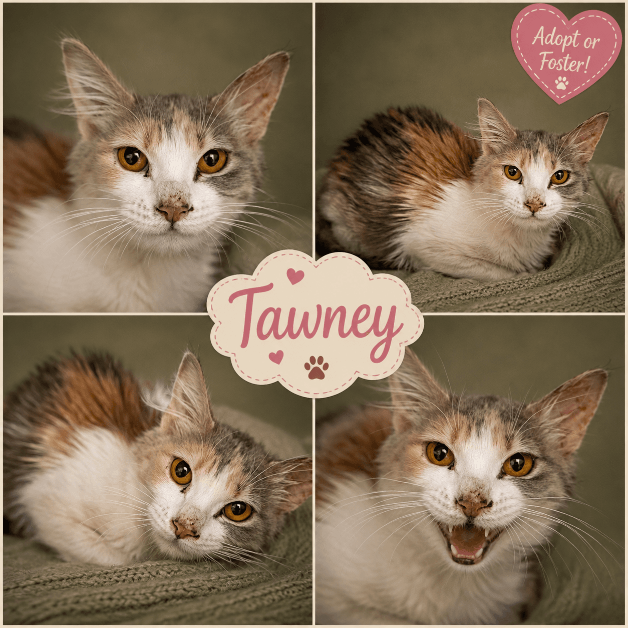 Tawney Foster Request Fcid - Trainer - Dilute Calico