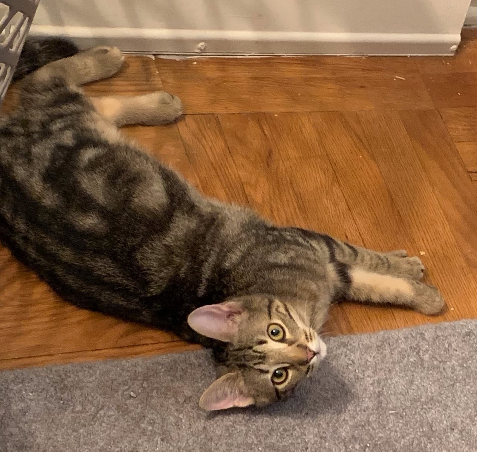Master Copperfield Fcid  - - Tabby