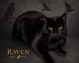 Raven  Fcid  -  Trainer image 1