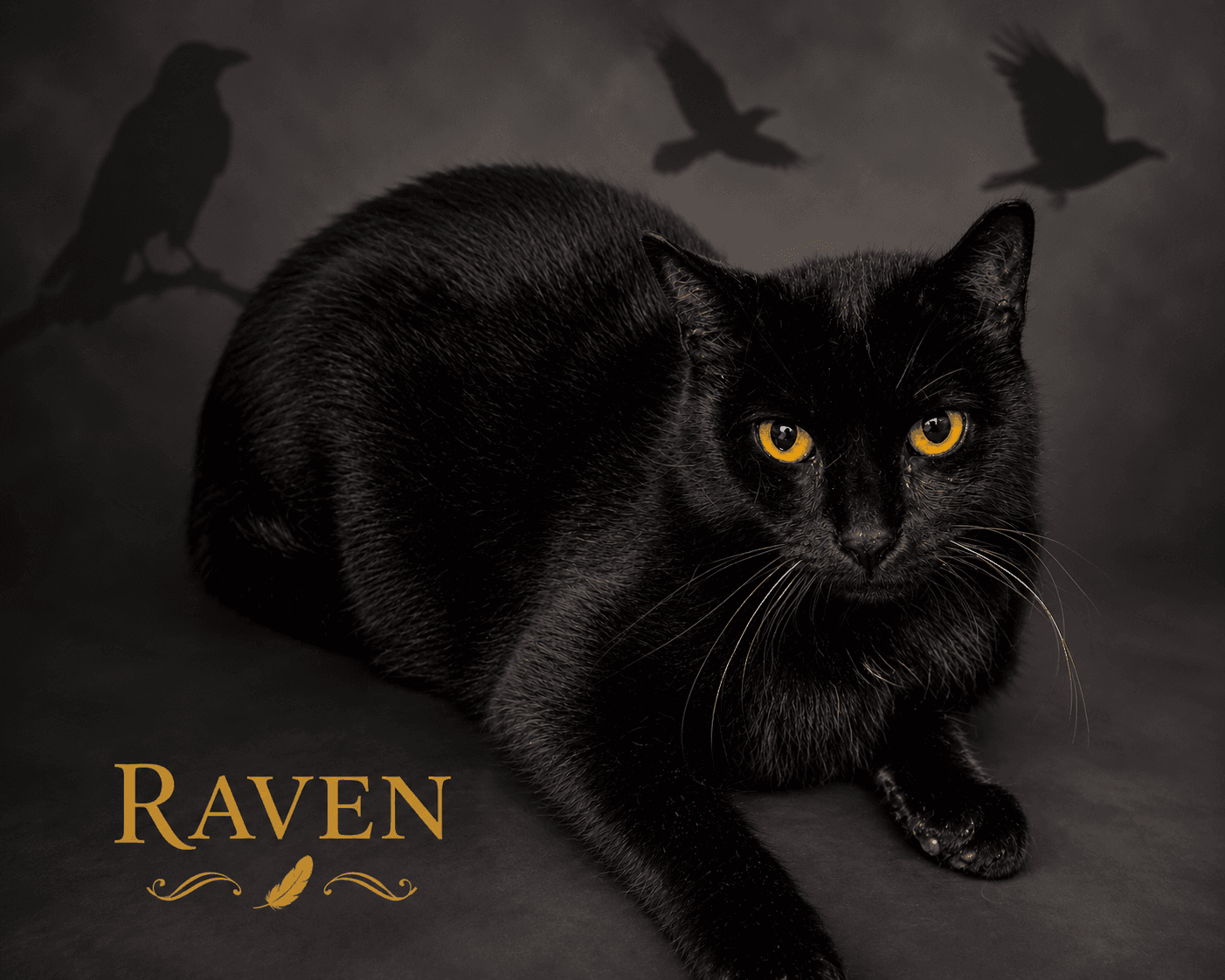 Raven  Fcid  -  Trainer - Domestic Short Hair