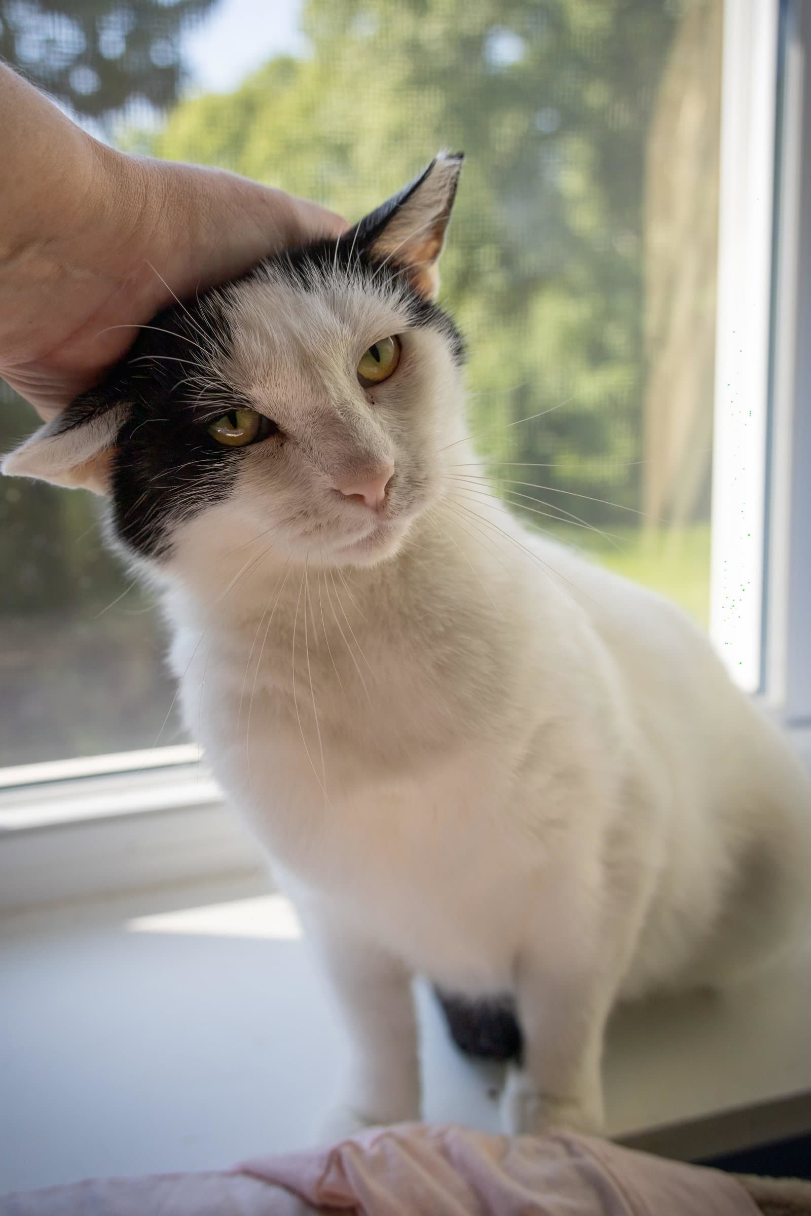 Clive Fcid  -  Trainer - Domestic Short Hair