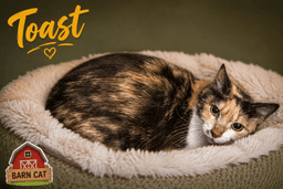 Toast Barn Cat Fcid  -  Trainer image 1