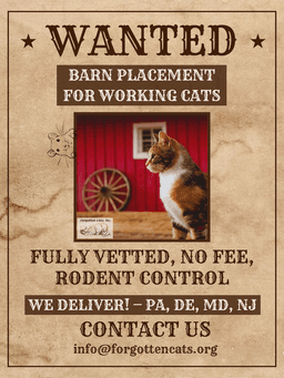 Toast Barn Cat Fcid  -  Trainer image 2