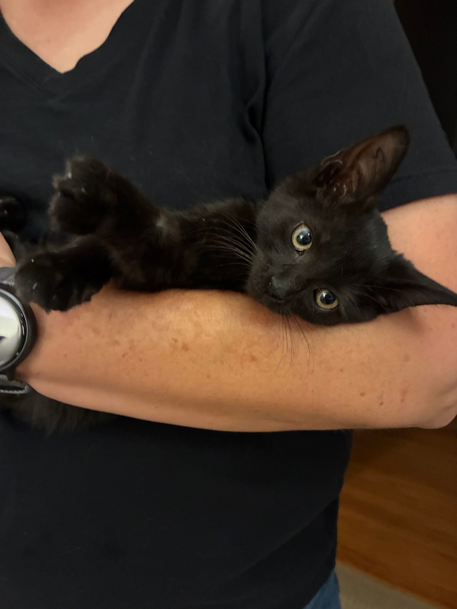 Camille Fcid  -  C - Domestic Short Hair