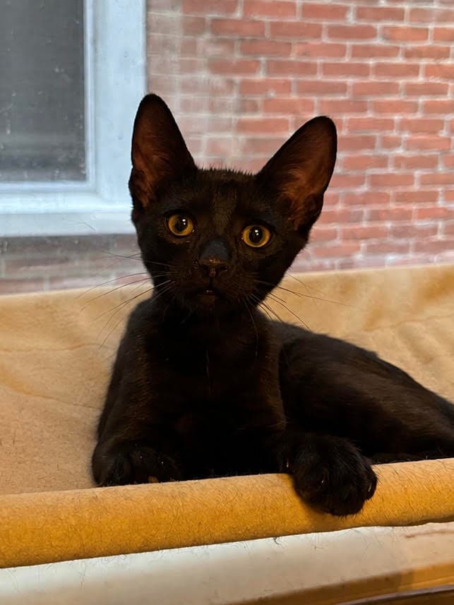 Swamp Thing Fcid  -  Dc - Domestic Short Hair