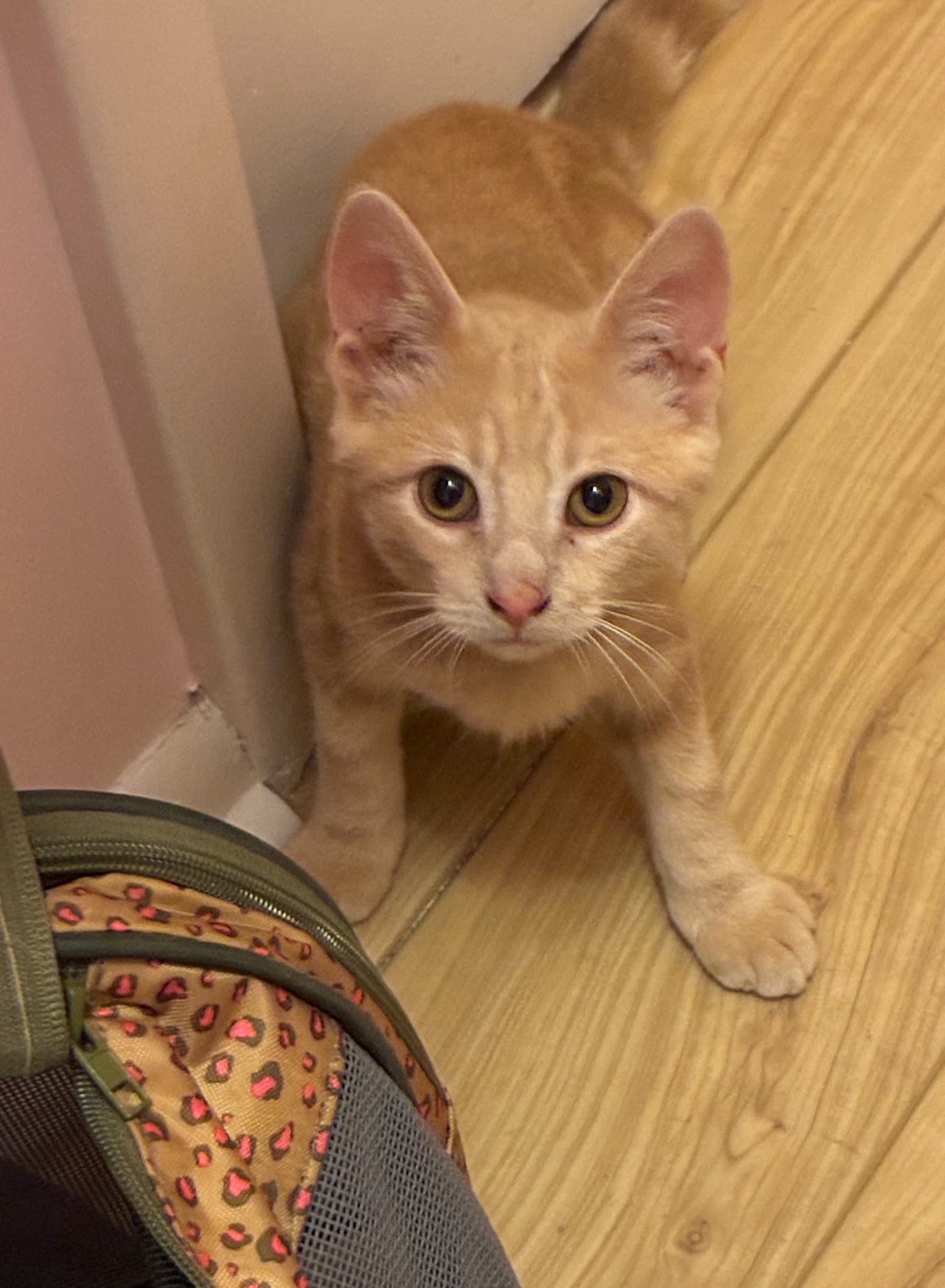 Mr Pickles Fcid  -  West Chester Ps - Tabby