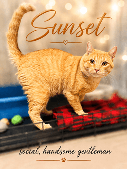 Sunset Fcid  - image 2