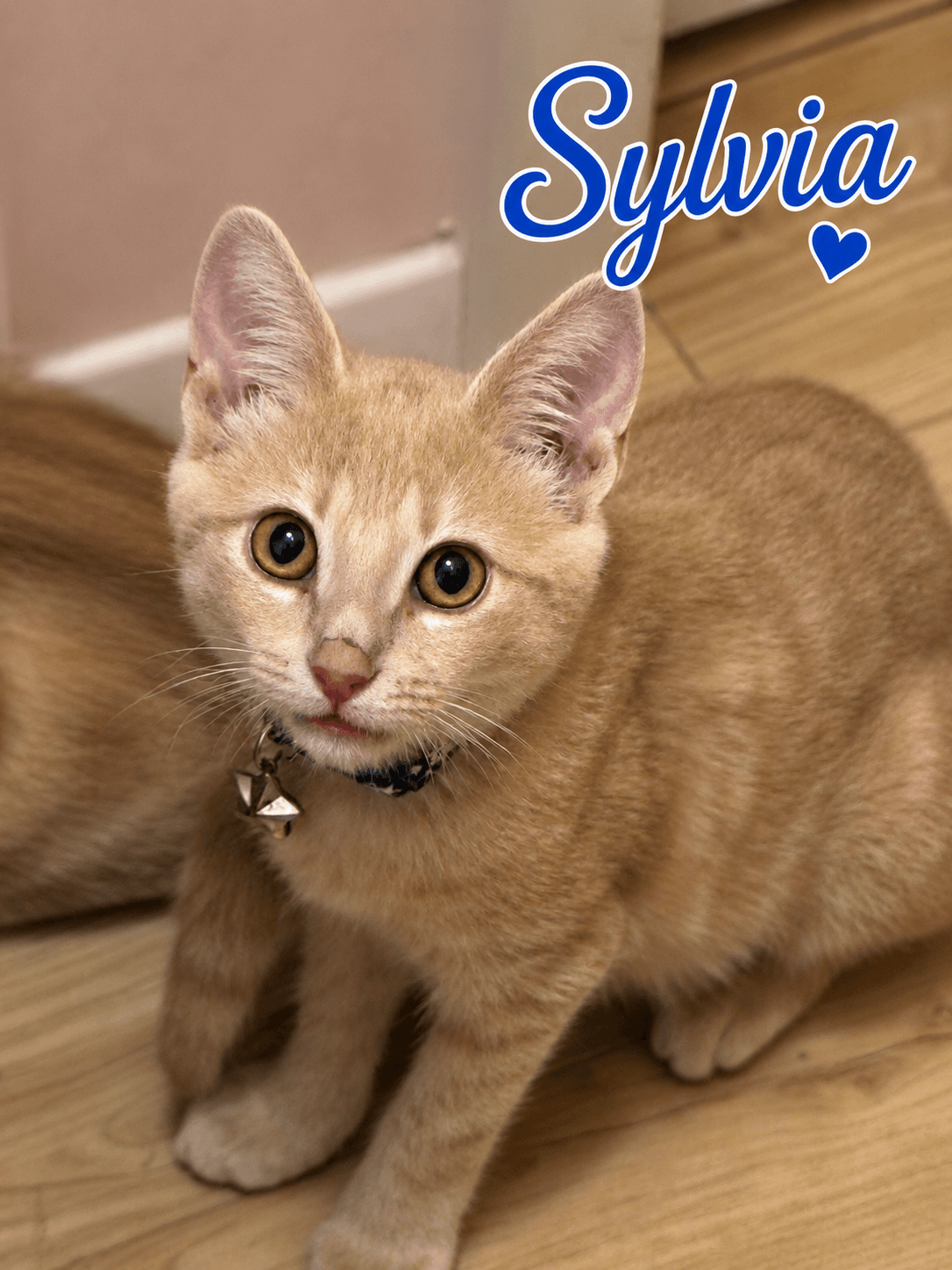 Sylvia Fcid  -  West Chester Ps - Tabby