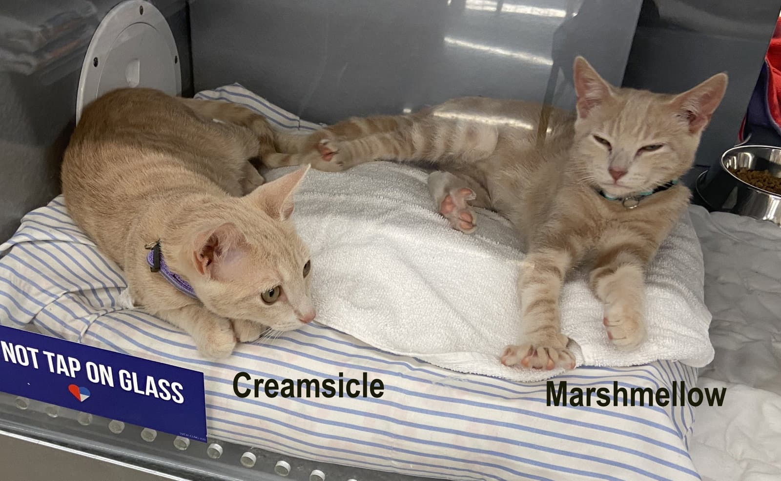 Marshmellow  Creamsicle West Chester Ps - Tabby
