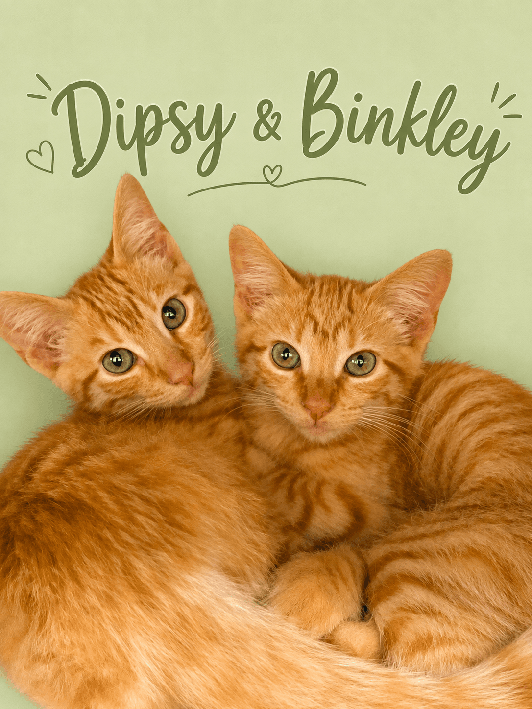 Dipsy  Binkley Bonded Fcid - - Tabby