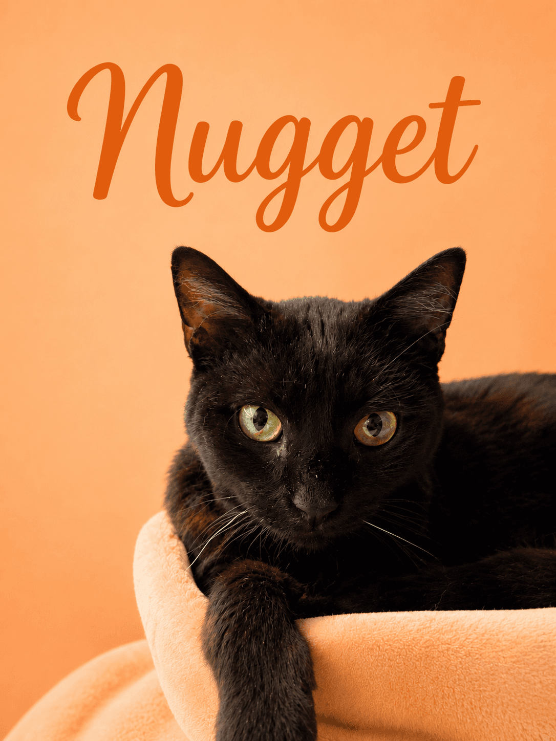 Nugget Fcid  -  Middletown Ps - Domestic Short Hair