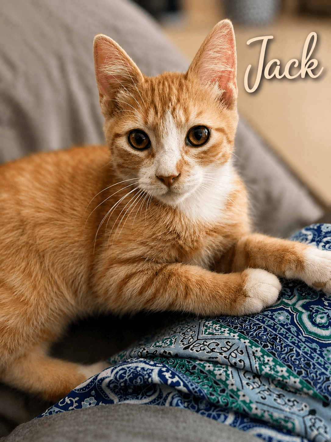 Jack Fcid  - - Tabby