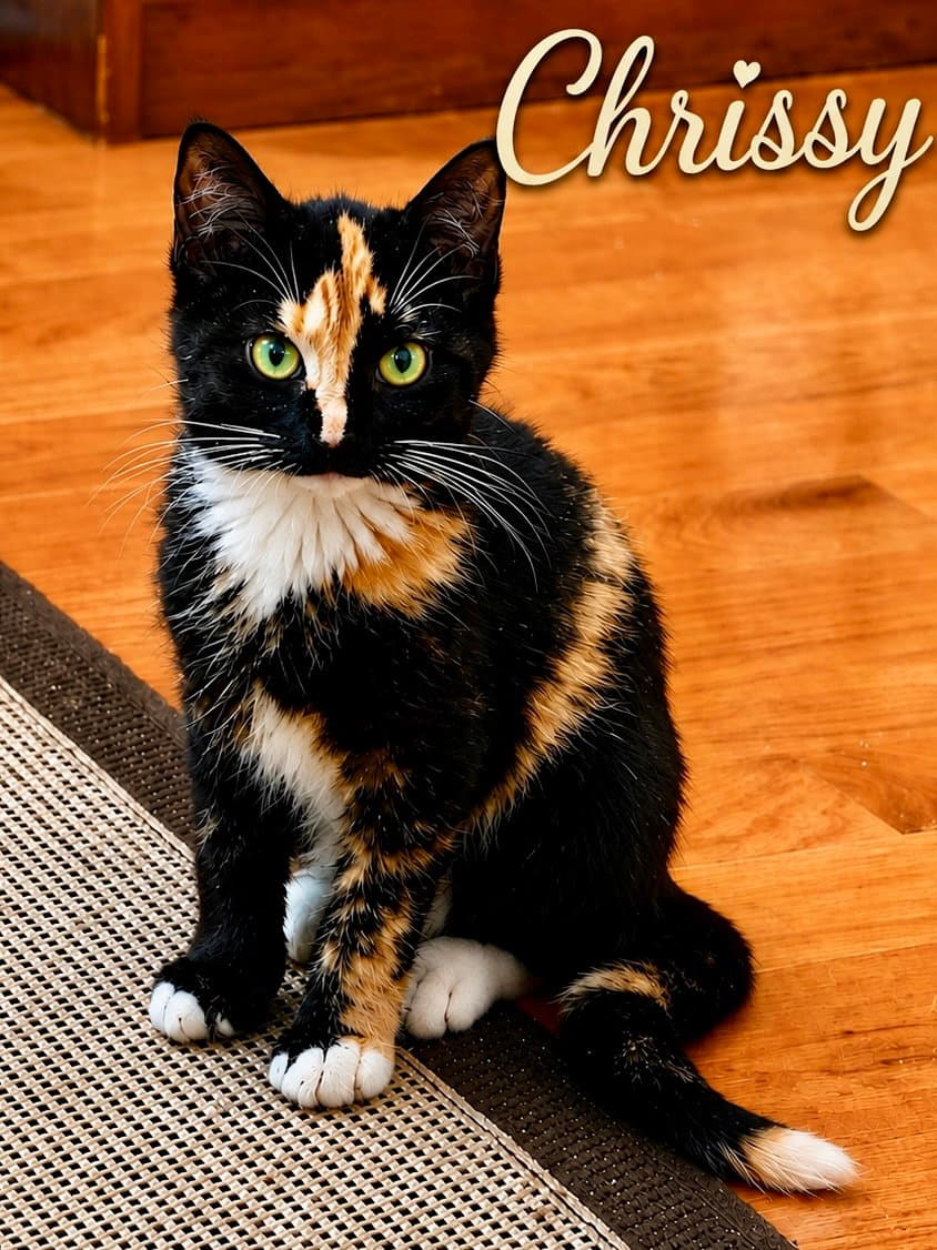 Chrissy Fcid  -  C - Calico