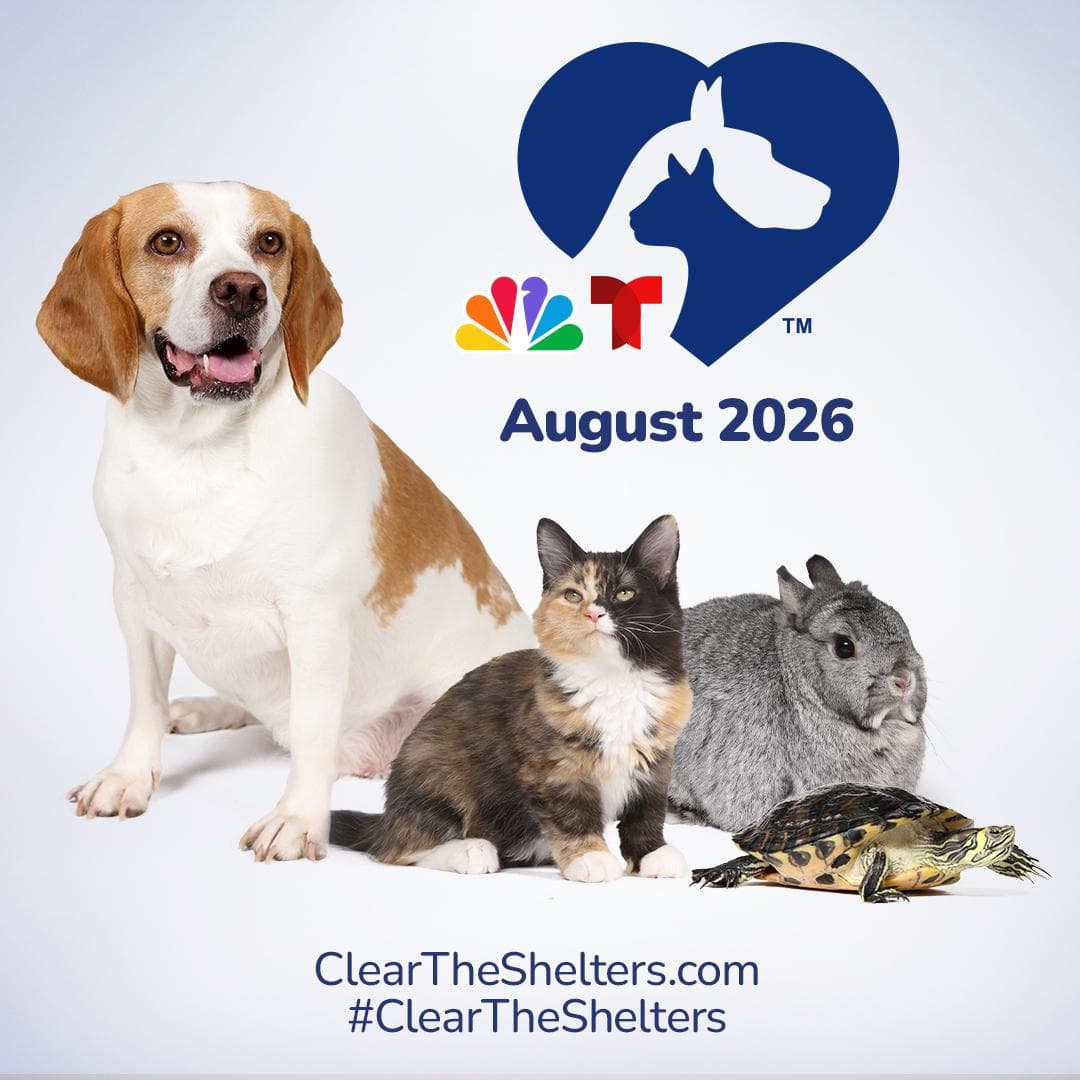 Clear The Shelters Adoption Event August - Domestic Short Hair