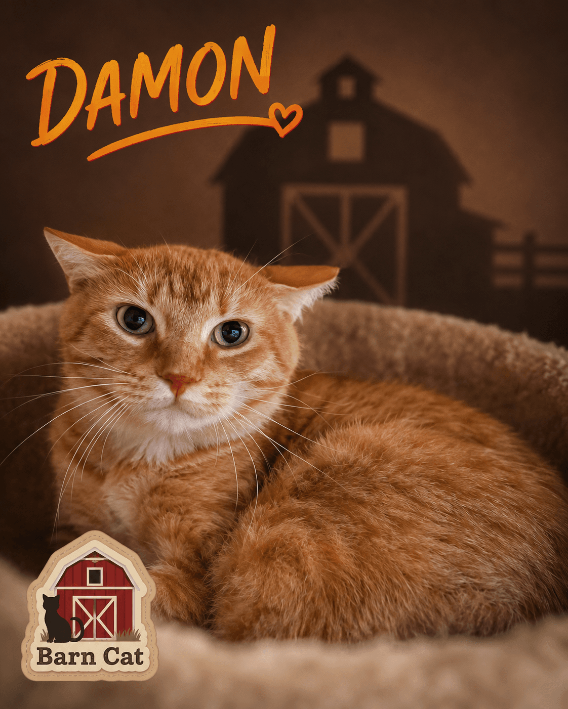 Damon Barn Cat Fcid  -  Trainer - Tabby