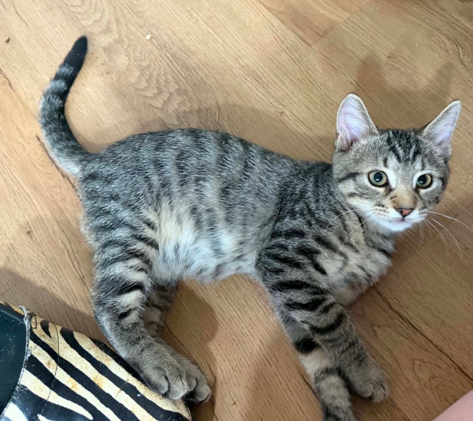 Turbo Willow Grove Area Fcid - - Domestic Short Hair