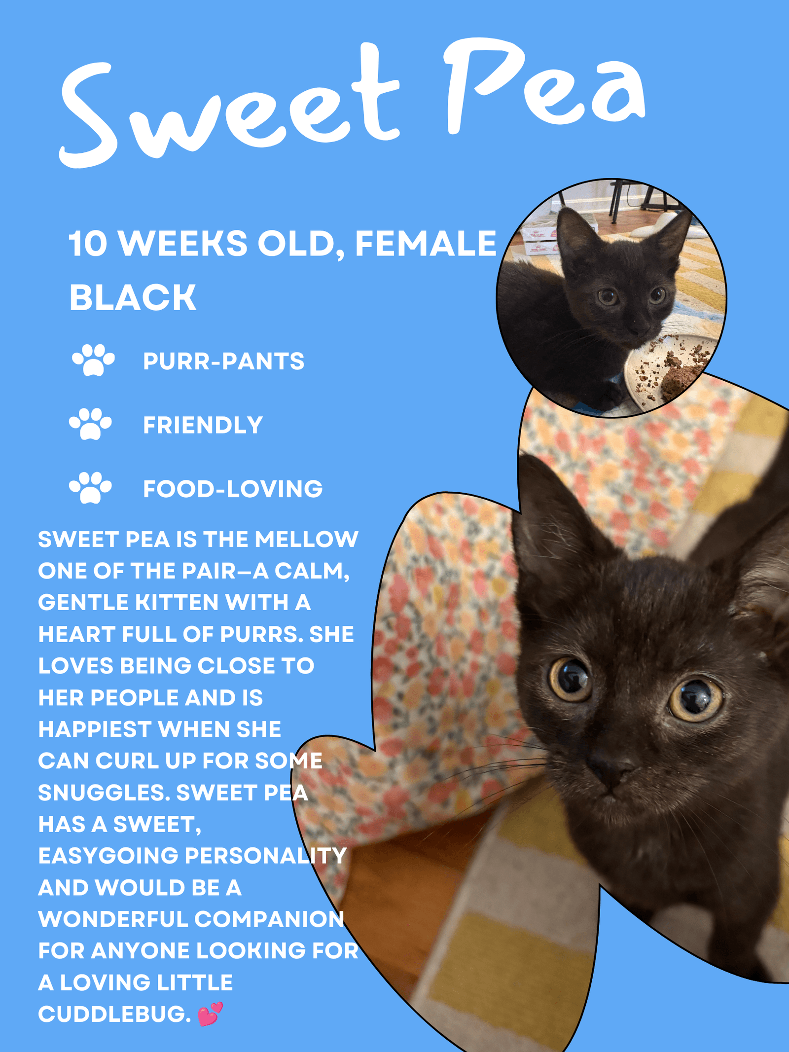 Sweet Pea Fcid  -  West Chester Ps - Domestic Short Hair