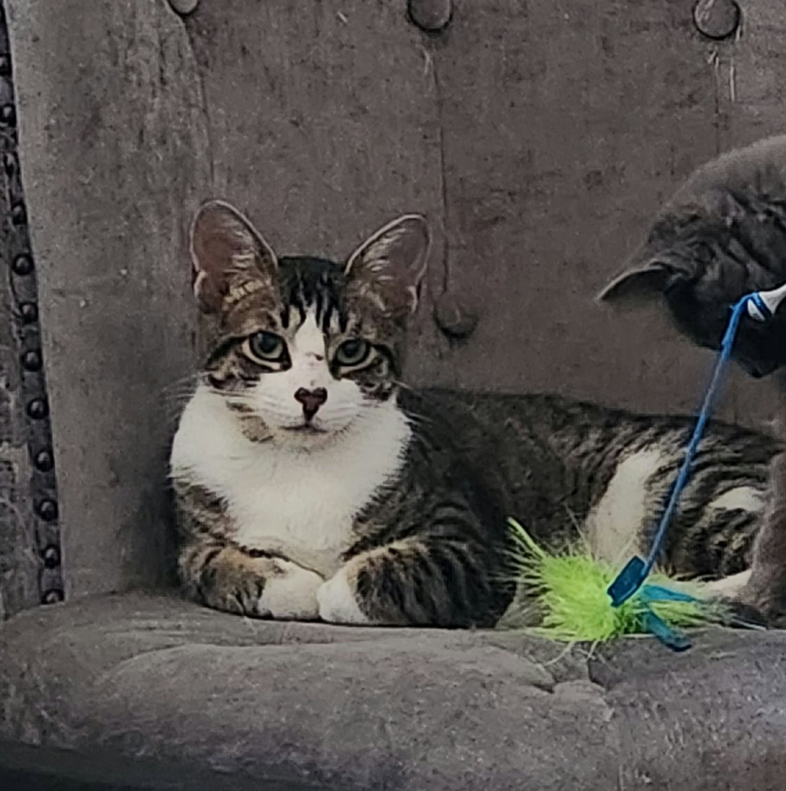 Jasmine Willow Grove Area Fcid - - Domestic Short Hair