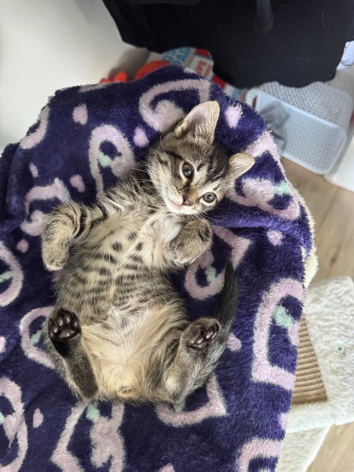 Finch Willow Grove Area Fcid - - Domestic Short Hair