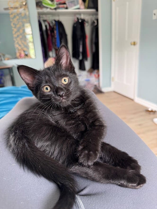 Sparrow Willow Grove Area Fcid - - Domestic Short Hair