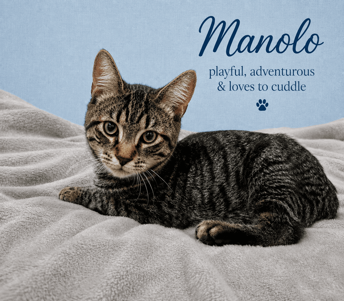 Manolo Fcid - - Tabby