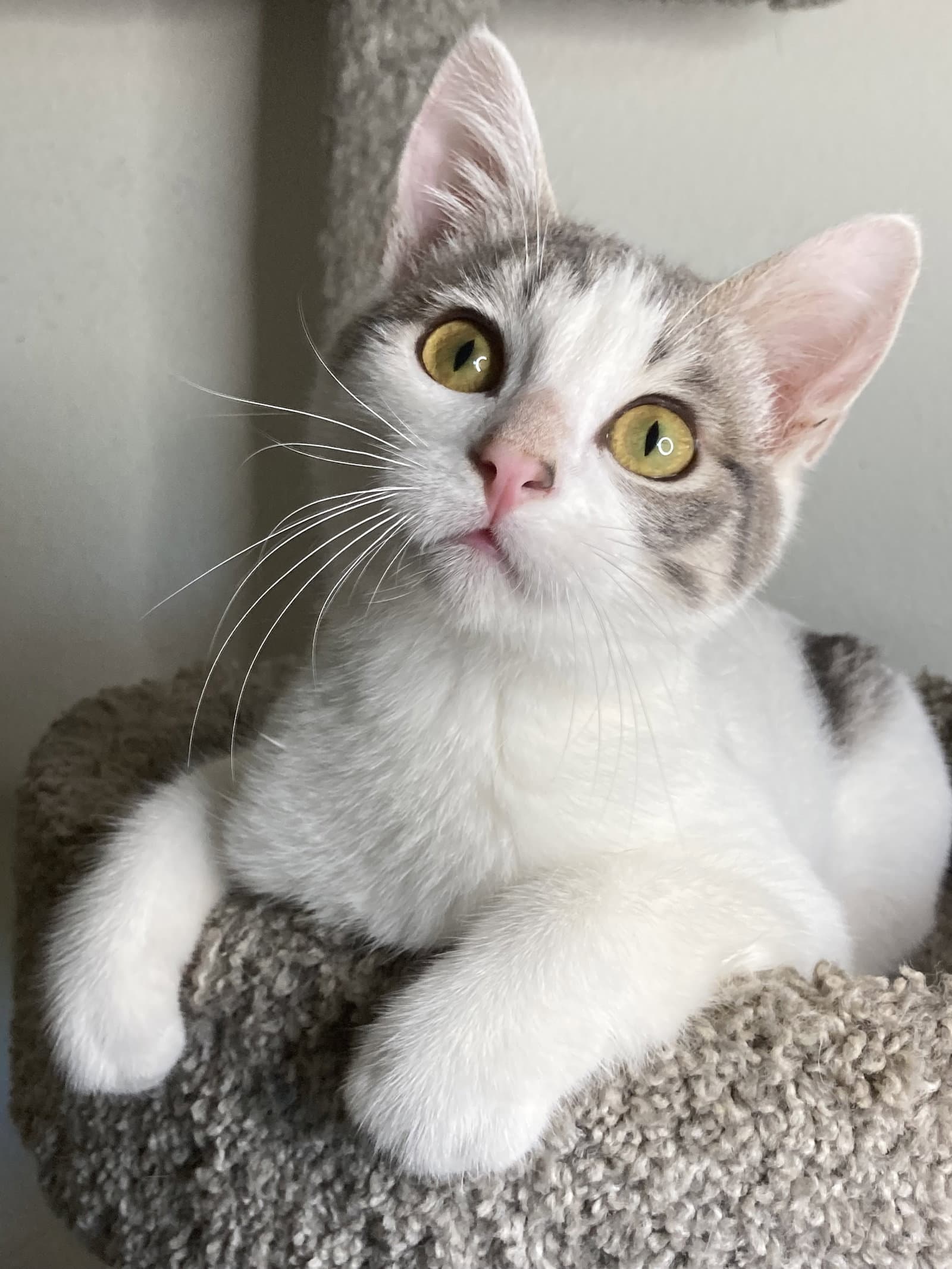 Cosmo - Domestic Short Hair