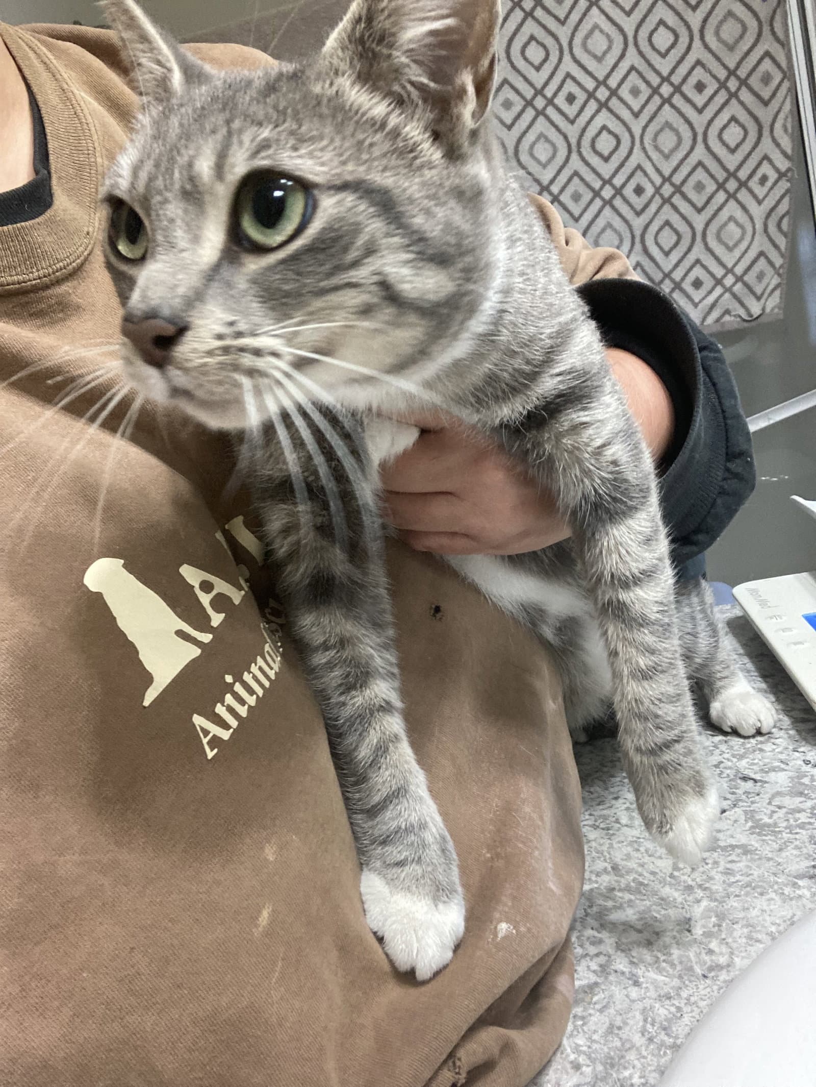 Santa Maria - Domestic Short Hair