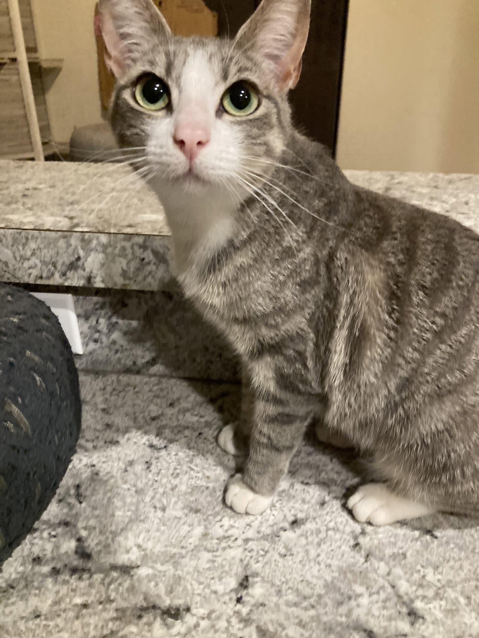 La Nina - Domestic Short Hair