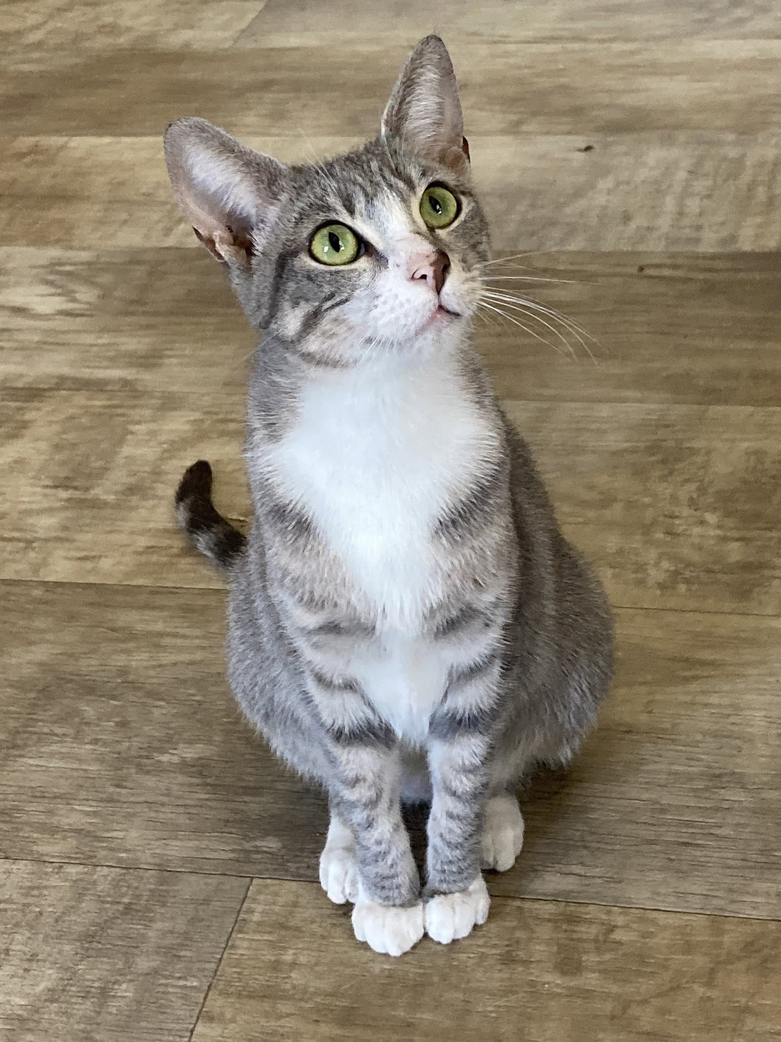 Pinta - Domestic Short Hair