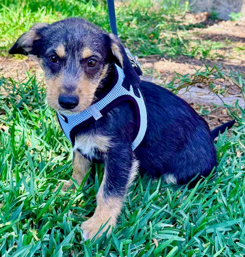 Morgan - Terrier