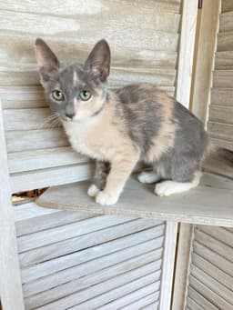 Sweetie image 1