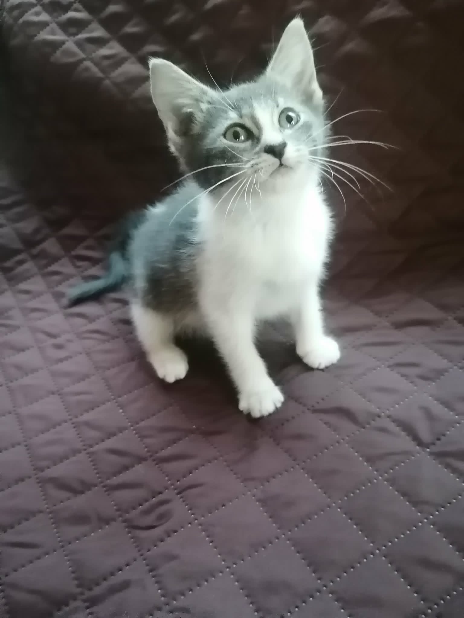 Sally - Domestic Short Hair