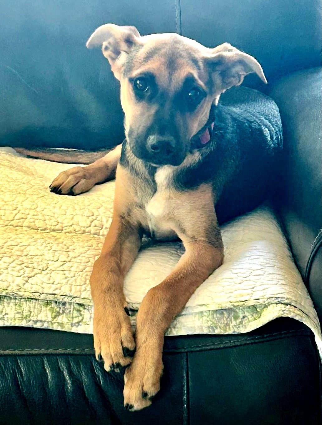 Chillie - Shepherd