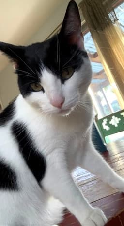Felix image 2