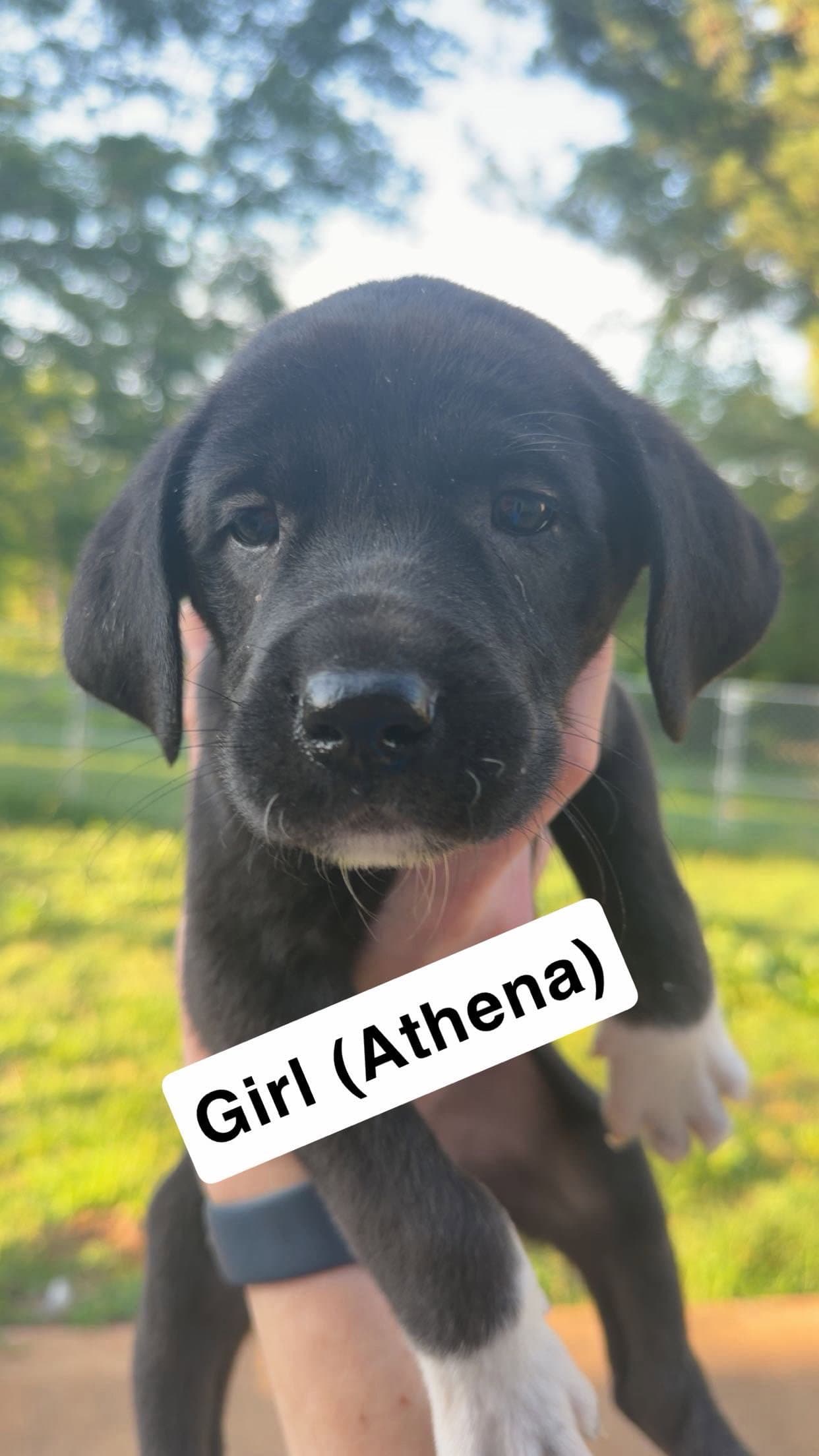 Athena - Great Dane