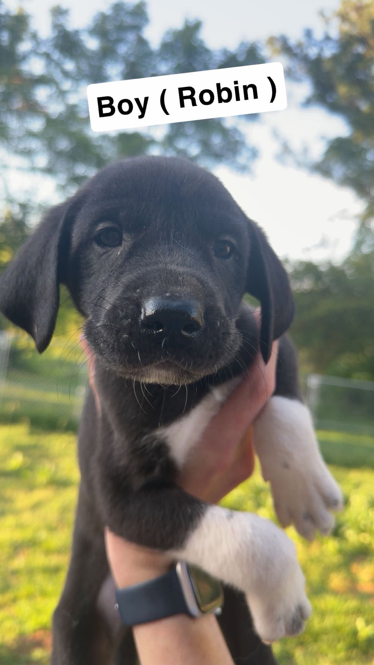 Robin - Great Dane