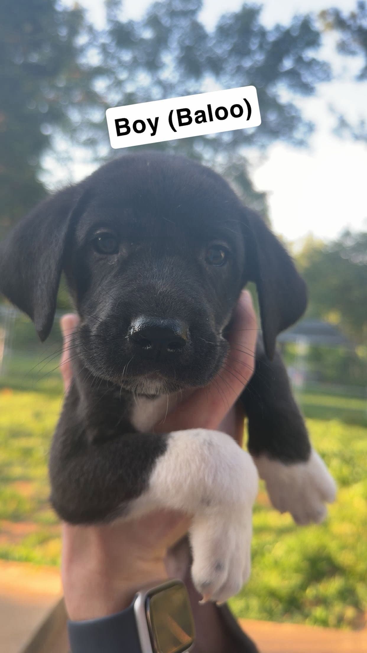 Baloo - Great Dane