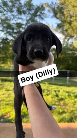 Dilly image 1