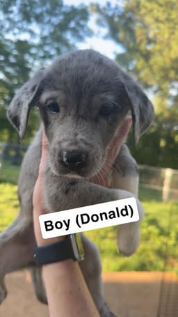 Donald image 1