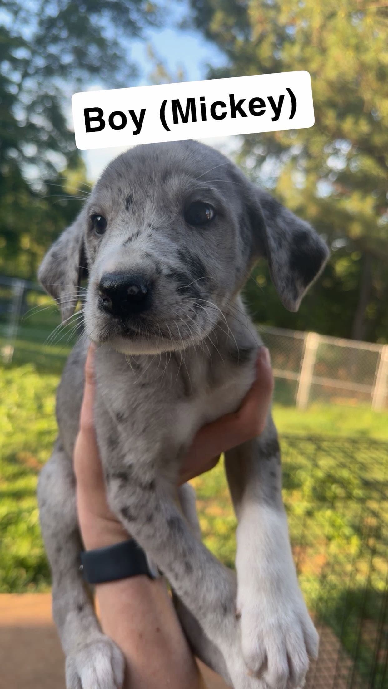 Mickey - Great Dane