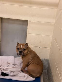 Porkchop image 3