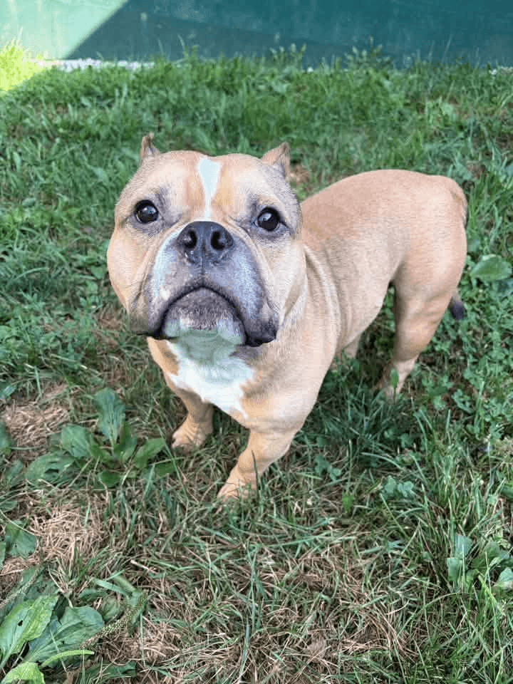 Porkchop