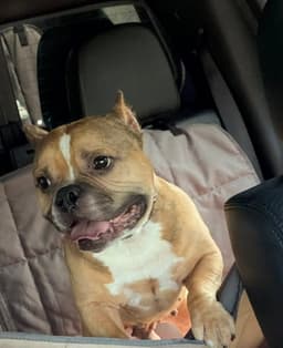 Porkchop image 2