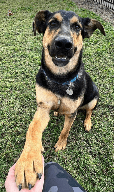 Kobe - German Shepherd Dog
