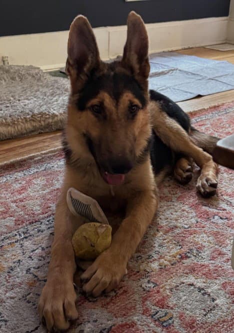 Atlas - German Shepherd Dog