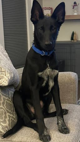 Loki image 2