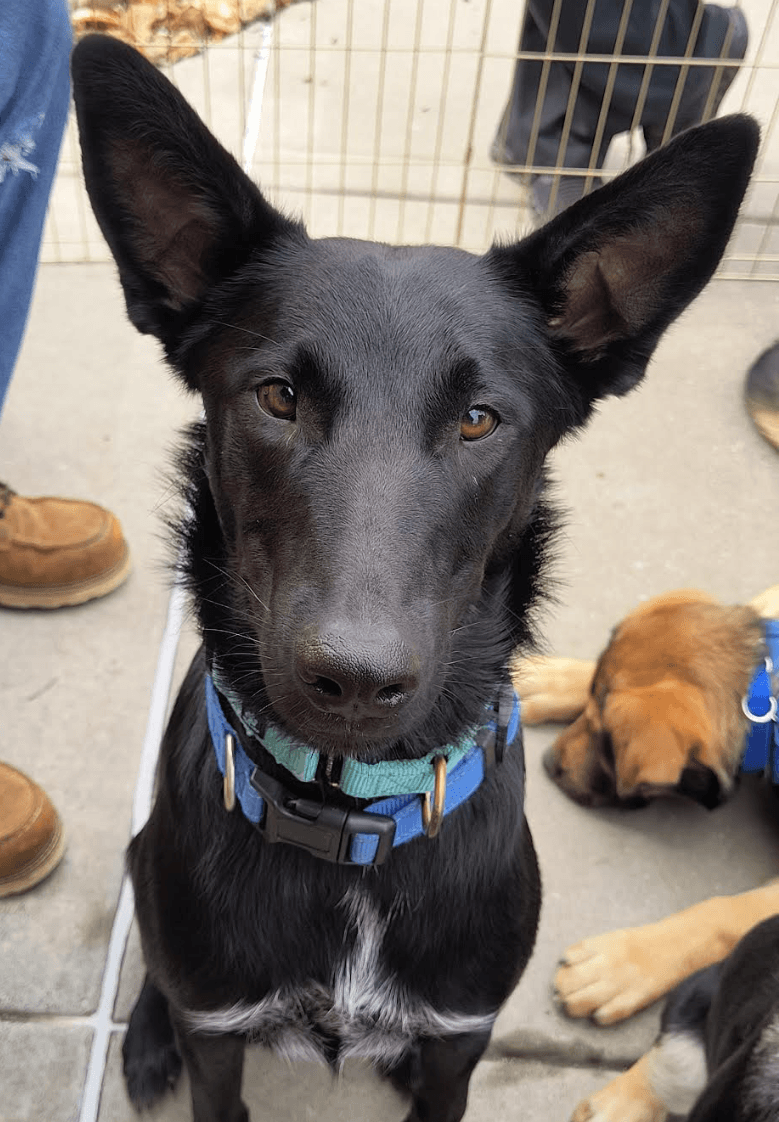 Loki - Belgian Shepherd Malinois