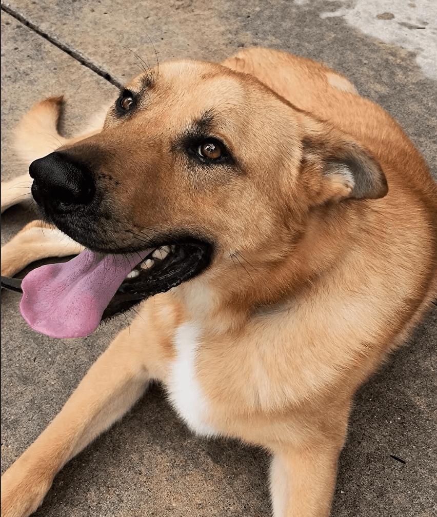 Bodie - German Shepherd Dog